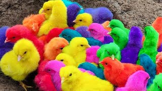 Menangkap ayam lucu ayam warna warni ayam rainbow bebek angsa ikan hias ikan cupang Kelinci [upl. by Rennie]