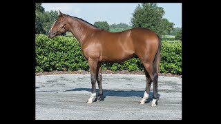 Keeneland September Yearling Sale 2022 [upl. by Redlac]