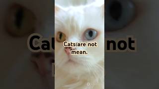 Want to Understand Your Cat Better Watch This Now [upl. by Nathaniel]