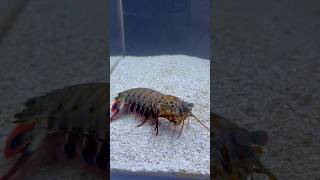 🚨Emergency🚨 Mantis Shrimp Breaks Tank Glass mantisshrimp [upl. by Bart]