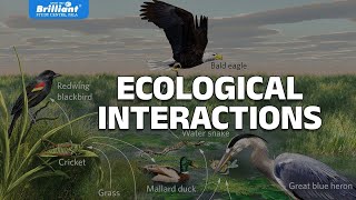 ECOLOGIC INTERACTIONS  CLASS 8 [upl. by Wakefield584]