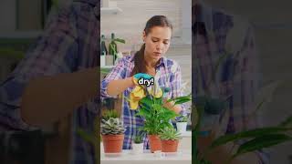 3 Easiest Plants to Grow at Home in Under 40 Seconds garden plants growingplants growplants [upl. by Ellezig]