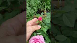 MINI ROSINHA 🌹 como cuidar  Flávia Kremer rosa [upl. by Caressa]