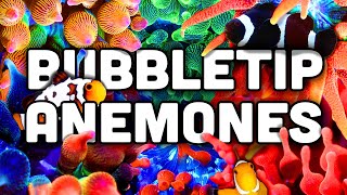 Bubble Tip Anemones EVERYTHING You Need to Know [upl. by Nutsud]