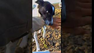 dog dogi ke saat full Masti please दोस्तो चैनल को सब्सक्राइब करो जादा से जाडा ❤️👍 [upl. by Nnaeel]