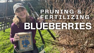 How to prune amp fertilize blueberries 🫐 [upl. by Arratahs]