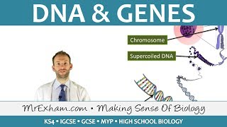 DNA and Genes  GCSE Biology 91 [upl. by Ydnerb]