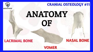 Lacrimal Bone Anatomy  Nasal Bone Anatomy  Vomer Bone Anatomy  Cranial Osteology 11 [upl. by Sarad]