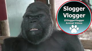 Silverback Gorilla Shows Strength When Throwing Female [upl. by Enidan]