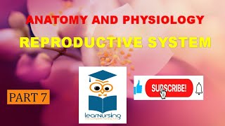 UTERUS ampUTERINE TUBE part 7anatomy nursingofficerphysiology [upl. by Akeemaj]