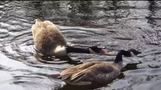 sounds of goose  canada geese by ani male [upl. by Alue]