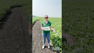 Giving Soybeans a Boost with Foliars [upl. by Falito]