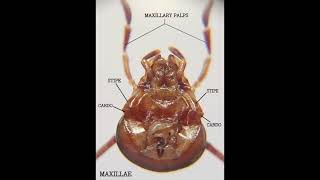 MOUTH PARTS OF COCKROACH Periplaneta americana IN INTACT CONDITION [upl. by Gassman750]