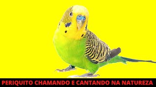 PERIQUITO CHAMANDO E CANTANDO MUITO NA NATUREZA [upl. by Kathy]