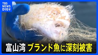 ブランド魚に深刻な被害 能登半島地震あとに富山湾で小エビ異常発生【現場から、】｜TBS NEWS DIG [upl. by Ennaehr]