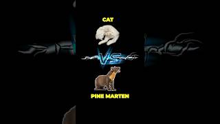 Cat VS Pine Marten CCTV footage 🙀🥊 funny cat shorts [upl. by Jammal]