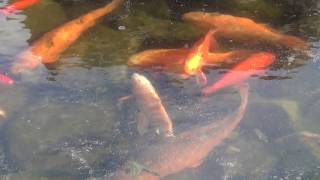 Koi Goldfish Stuck in Frozen Pond [upl. by Arayt384]