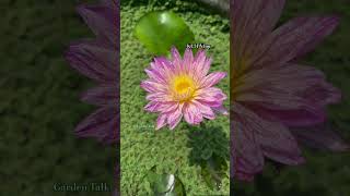 waterlilly waterlily waterlilymalayalam waterlillies gardentalk kl31vlog gardening garden [upl. by Etsirk536]