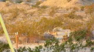 Coyote team catch Jack Rabbit Anza Borrego [upl. by Clawson]