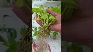 outdoor plants care 😳🎍🎋⏳ youtubeshorts shortsfeed shortsviral shortsviral [upl. by Varini885]