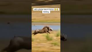 warthog mustang😂😂😂warthog fypシ゚ fyp tiktokkenya🇰🇪🇰🇪🇰🇪 reggae dancehallremix trending [upl. by Anid]