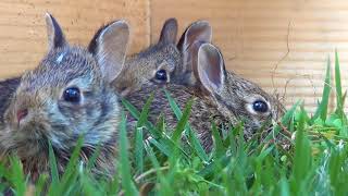 Our first 7 days of Baby Cottontail Rabbit Rescue [upl. by Enajyram]