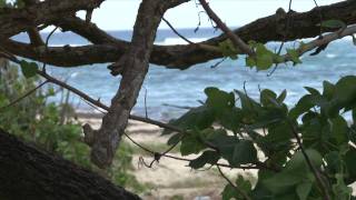 History of St Croix  US Virgin Islands [upl. by Ysied527]