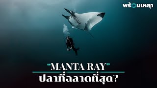 กระเบนยักษ์ Manta ray คือปลาที่ฉลาดที่สุดในโลก [upl. by Eisdnil479]