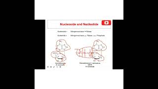 Biochemistry of Nucleic acidNucleoprotein [upl. by Anig274]