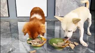 pappys eating viralvideo video dog petfood pets [upl. by Yelram]