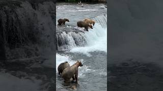 Katmai National Park shorts [upl. by Martelle]