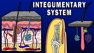 INTEGUMENTARY SYSTEM OVERVIEW  Skin Hair Nails Sweat and Sebaceous Glands etc [upl. by Barth]