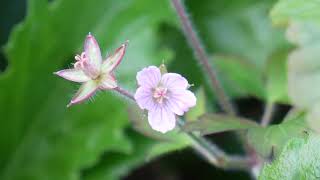 やっと秋！ ④ゲンノショウコ！ Geranium thunbergii [upl. by Adidnac]