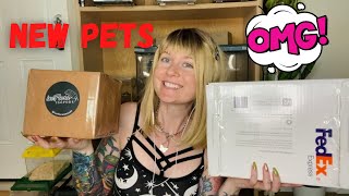 Unboxing New Pets [upl. by Michaelina]