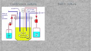 A level S3 Fermentation and fermenters Ms Cooper [upl. by Melinde]