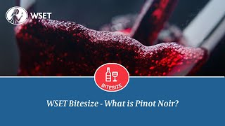 WSET Bitesize  What is Pinot Noir [upl. by Anitsyrhk]