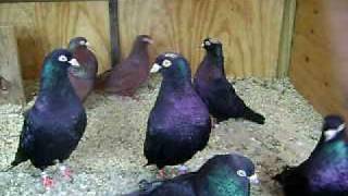 Parlor Roller Pigeons 12 [upl. by Asher]