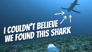 I Dropped A Baited GoPro And Recorded BIG SHARK I Thought Had Disappeared [upl. by Ayital256]