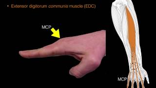 Forearm extensor muscles [upl. by Goss]