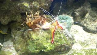 Anemone vs lysmata debelius amboinensis vs moule [upl. by Moises]