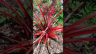 red pineapple ananas bracteatus  BROMELIAD family tropical fruit [upl. by Frodina572]