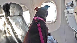 Taking My Pitbull On An Airplane [upl. by Theodosia]