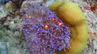 Beautiful magnificent anemone with clownfishes [upl. by Anaihr]