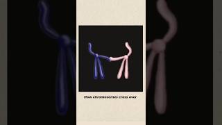 How Chromosome Cross Over chromosome crossover biology viral neet shorts physiology science [upl. by Tarah677]