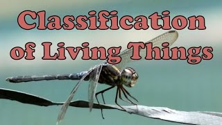 Classification of Living Things [upl. by Kenric]