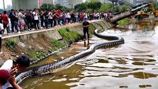 Drone Captures Excavator Digging Up a Giant Snake 🐍 DroneFootage Excavator GiantSnake [upl. by Misha874]