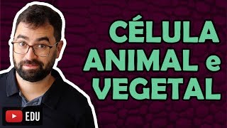 Célula Animal e Vegetal  Aula 17  Módulo I Biologia Celular  Prof Gui [upl. by Jacinthe]