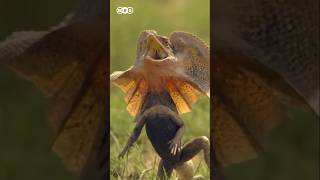 Frilled Neck Lizard 🦎 frillednecklizard frilledlizard [upl. by Romanas]