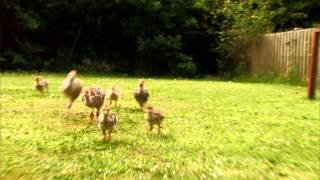 Free Birds 2013  Saving Turkey Chicks Scene  Movieclips [upl. by Filippa]