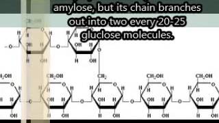 How Cellulose Changed History [upl. by Romito761]